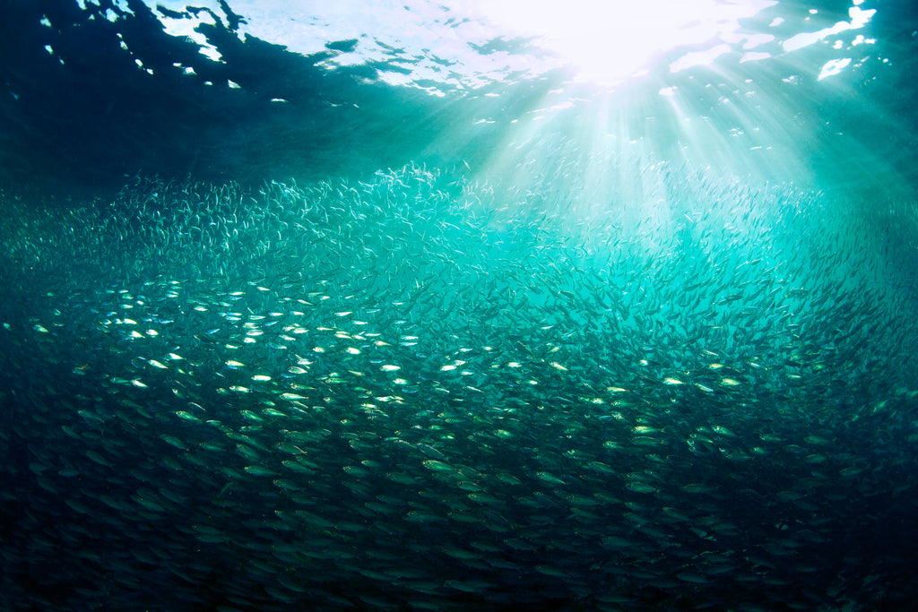 Algae Oil vs. Fish Oil What’s the difference? Vivo Life