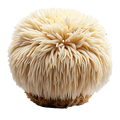 Lion’s Mane Mushroom