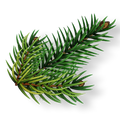 Vitamin D3  (From Pine)