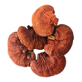Reishi Mushroom Fruiting Body Extract