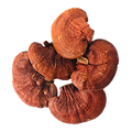 Reishi Mushroom Fruiting Body Extract